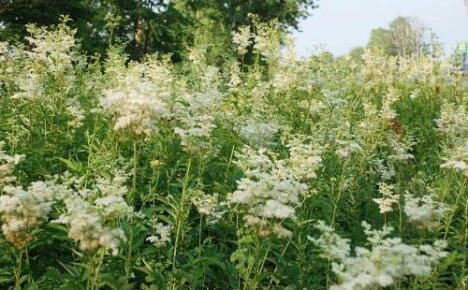 Where the meadowsweet grows - we are looking for a beautiful and healing herb