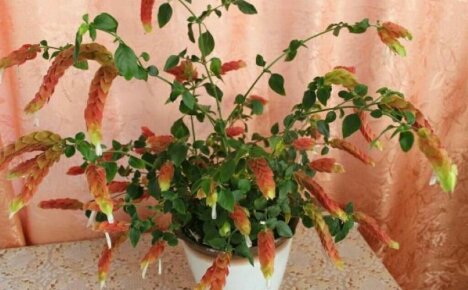 Cách chăm sóc hoa beloperone tại nhà để hoa nở quanh năm
