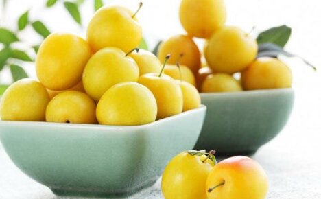 Výhody třešňové švestky a škoda: jsou tyto plody potřebné na vašem stole