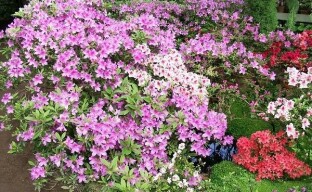 Wie man Gartenazaleen züchtet oder wie man Rhododendron im Freien pflanzt und pflegt