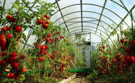 Wie man frühes Gemüse und mehrfach wachsende Tomaten in einem Gewächshaus aus Polycarbonat bekommt