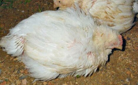 Por que grandes frangos morrem?