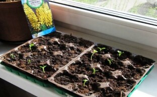 Pažnja, lupin: sjetva sjemena za sadnice - ono što trebate znati