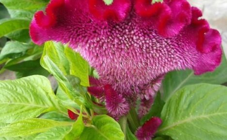 Celosia este un reprezentant luminos al florilor anuale nepretențioase care înfloresc până în toamnă