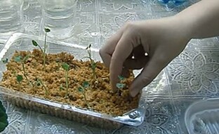Sıcak talaşta nasturtium fidanları yetiştirmenin benzersiz bir yöntemi