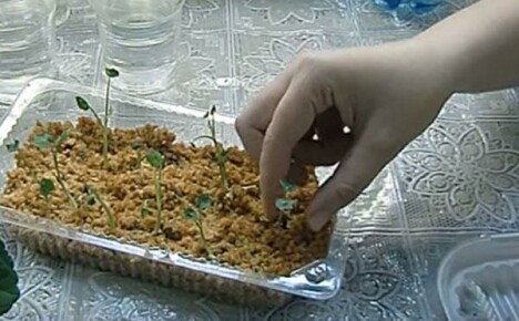 A unique method of growing nasturtium seedlings in hot sawdust