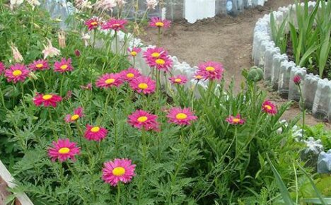 Growing pyrethrum from seeds will give wonderful results