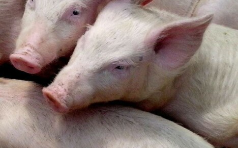 קדחת החזירים האפריקאית היא הרוצחת האכזרית של כל בעלי החיים