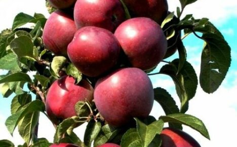 Sütunlu elma ağacı Constellation, küçülmesine rağmen iyi bir hasat verecektir.