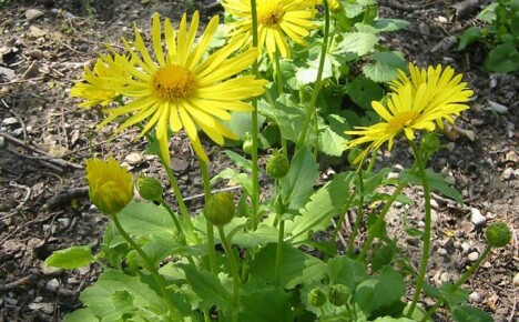 All the most important about planting and caring for doronicum
