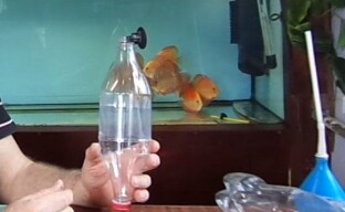 Making aquarium incubators for caviar