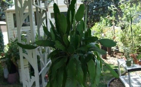 Why epiphyllum does not bloom: possible reasons for the absence of buds
