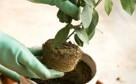 Simple secrets of how to transplant a tangerine tree at home