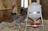 Merknader til fjørfebønder - hvordan lage en drikker for kyllinger med egne hender