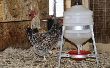 Uwagi dla hodowców drobiu - jak zrobić poidło dla kurczaków własnymi rękami