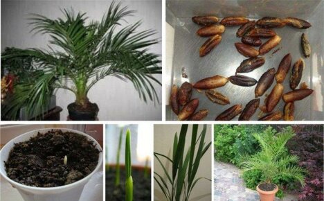 How to grow a date from a stone - the secrets of successful germination