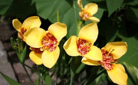 What do you know about planting and caring for tigridia outdoors?