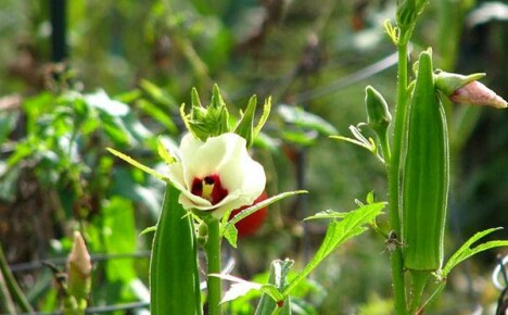 Anbau von Okra aus Samen: Pflanzregeln und Pflanzenpflege