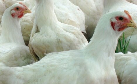 Hvilke forhold og egenskaper ved pleie trenger Hubbard kyllinger?