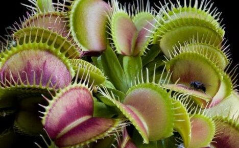 Where does the Venus flytrap grow - a predator among plants