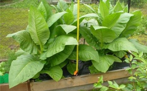How to grow tobacco: the subtleties of sowing and care