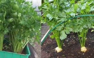 Storage of stalked celery: in a container or in a garden