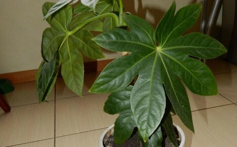 The main nuances and subtleties of caring for Fatsia at home