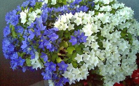Caring for campanula at home: growing rules, reproduction, diseases
