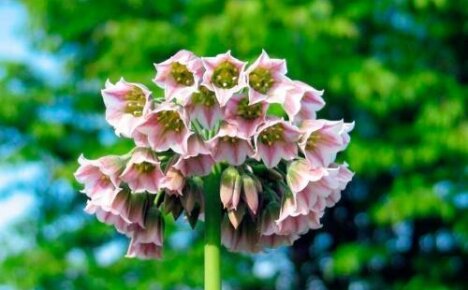 Lernen Sie das mysteriöse Allium nectaroscordum kennen