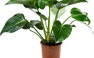 Philodendron: plantverzorging na aankoop