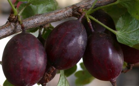 Дата на цариградско грозде ще намери достойно място в лятната си вила