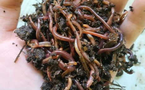 Kenmerken van het thuis fokken van Californische wormen