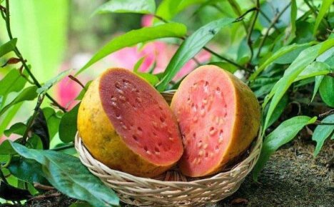 Introductie van een tropische appel of exotische guave
