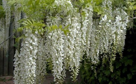 Getting to know the main types of beautiful wisteria