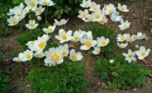 Anemony: cechy rosnące pięknych i delikatnych bylin