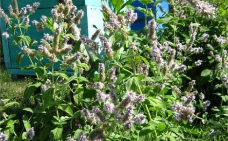 Нана дуголига - мирисна и здрава биљка у вашем цветном кревету