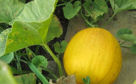 Warum die Melone reif, aber ungesüßt wurde und verhindert werden kann