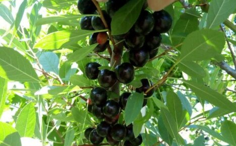 Cherry Besseya: Pflanzen und Pflege in den Weiten Russlands