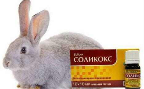 Como usar Solikox para coelhos
