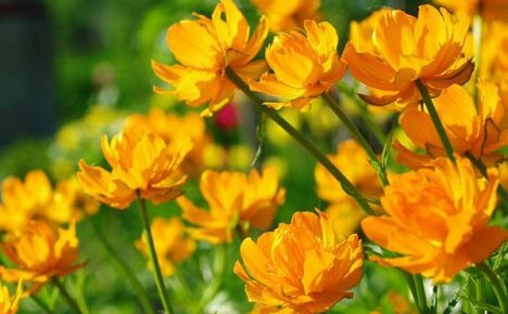Charmanter Blumenbadeanzug: Merkmale des Wachstums aus Samen, Pflege
