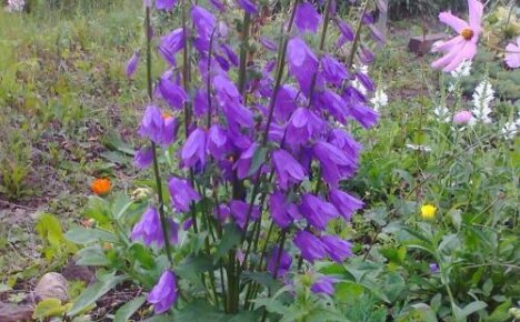 Dzwon Roszpunki - piękno i korzyści w jednej roślinie