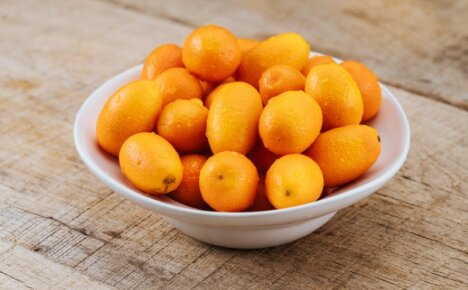 Kinesiskt äpple eller kumquat - vilken typ av frukt är det och vad man ska göra med det