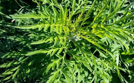 Vinkkejä allergikoille: mitä tehdä, kun ragweed kukkii