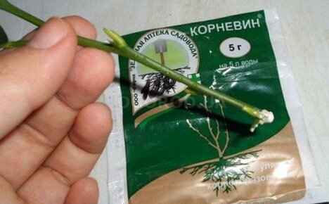 Instructies voor het gebruik van de Kornevin-plantenbiostimulator