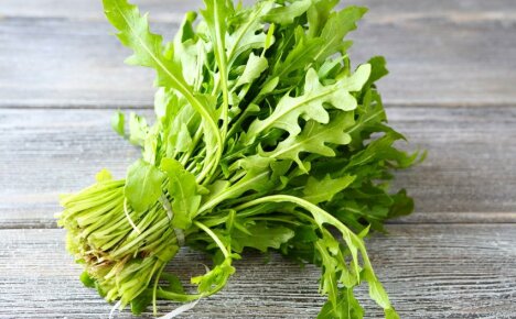 What is arugula and how is it eaten - getting to know the mysterious spice