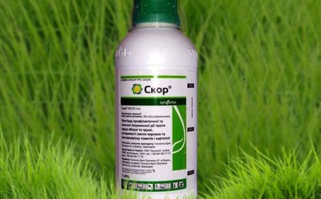 Fungicide Skor: instructions for use for different types of plants