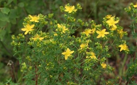 The healing properties of St. John's wort - a beautiful herb with sunny flowers