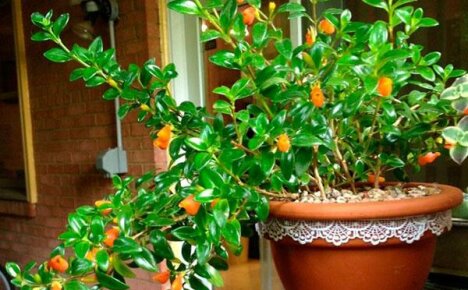 Thuis zorgen voor nematanthus: planten, water geven en belichten