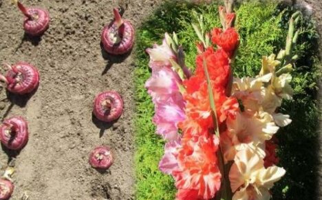 Açık toprağa ve fide için gladioli ekim tarihleri
