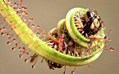 Pflanzen sind Raubtiere - Fotos und Namen ungewöhnlicher insektenfressender Pflanzen